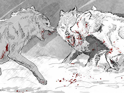 Wolves on the snow